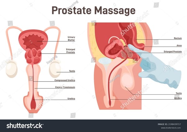 The Complete Guide to Male Chastity: Part 3 - The Complete Milking Protocol